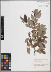 Foto von Salix cinerea L.